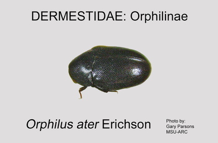 ORPH Orphilus ater GP MSU-ARC