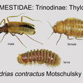 TRIN-THYL Thylodrias contractus GP MSU-ARC