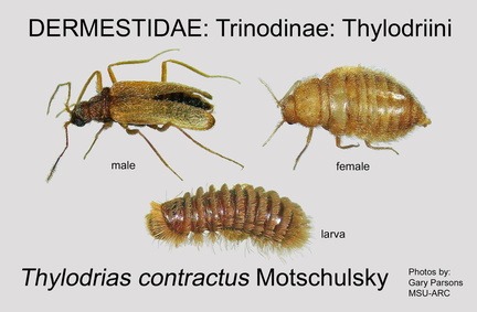 TRIN-THYL Thylodrias contractus GP MSU-ARC