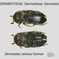 DERM-DERM Dermestes caninus GP MSU-ARC