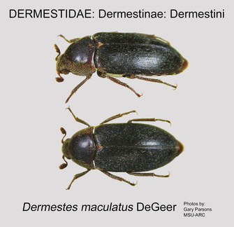 DERM-DERM Dermestes maculatus GP MSU-ARC