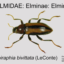 Elmidae
