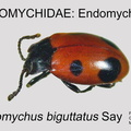 ENDO Endomychus biguttatus GP MSU-ARC