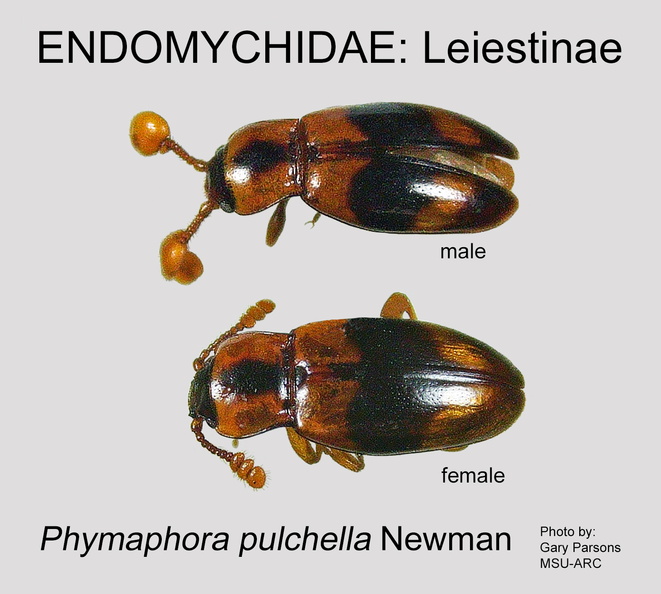 LEIE Phymaphora pulchella GP MSU-ARC.jpg
