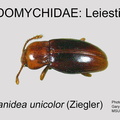 LEIE Rhanidea unicolor GP MSU-ARC