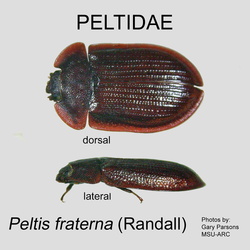 Peltidae