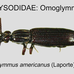 Rhysodidae