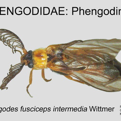 Phengodidae
