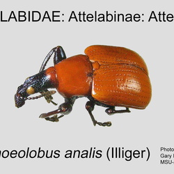 Attelabidae
