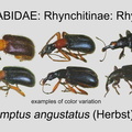 RHYN-RHYN Eugnamptus angustatus GP MSU-ARC