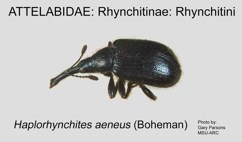 RHYN-RHYN Haplorhynchites aeneus GP MSU-ARC.jpg