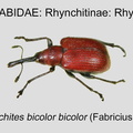 RHYN-RHYN Merhynchites bicolor GP MSU-ARC