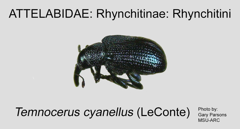 RHYN-RHYN Temnocerus cyanellus GP MSU-ARC.jpg