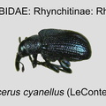 RHYN-RHYN Temnocerus cyanellus GP MSU-ARC