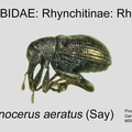 RHYN-RHYN Temnocerus aeratus GP MSU-ARC