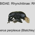 RHYN-RHYN Temnocerus perplexus GP MSU-ARC