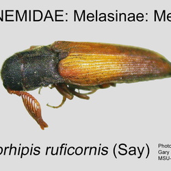 Eucnemidae