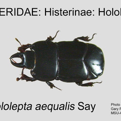 Histeridae
