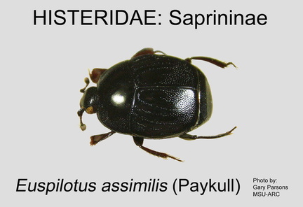 SAPR Euspilotus assimilis GP MSU-ARC