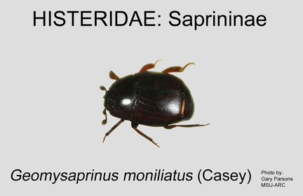 SAPR Geomysaprinus moniliatus GP MSU-ARC