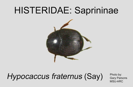 SAPR Hypocaccus fraternus GP MSU-ARC