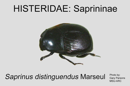 SAPR Saprinus distinguendus GP MSU-ARC