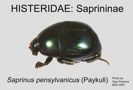 SAPR Saprinus pensylvanicus GP MSU-ARC