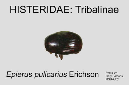 TRIB Epierus pulicarius GP MSU-ARC
