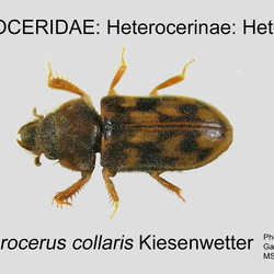 Heteroceridae