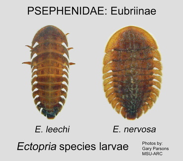EUBR Ectopria species larvae GP MSU ARC