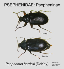 PSEP Psephenus herricki GP MSU-ARC