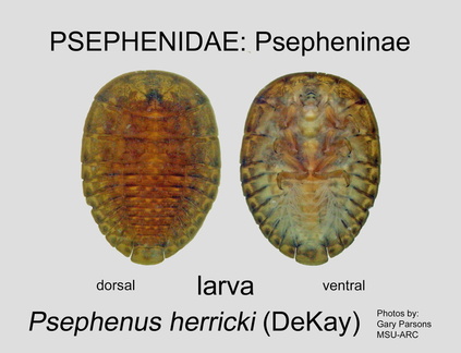 PSEP Psephenus herricki larva GP MSU-ARC