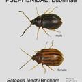 EUBR Ectopria leechi GP MSU-ARC