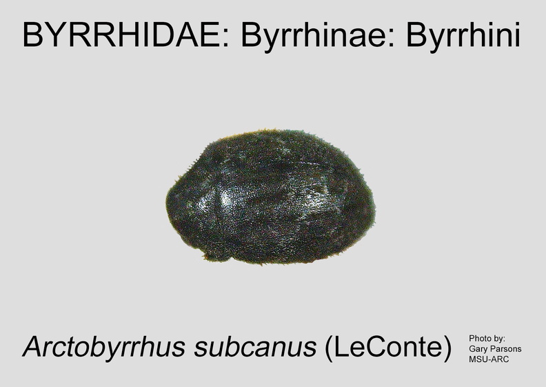 BYRR-BYRR Arctobyrrhus subcanus GP MSU-ARC.jpg