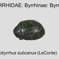 BYRR-BYRR Arctobyrrhus subcanus GP MSU-ARC