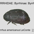 BYRR-BYRR Byrrhus americanus GP MSU-ARC