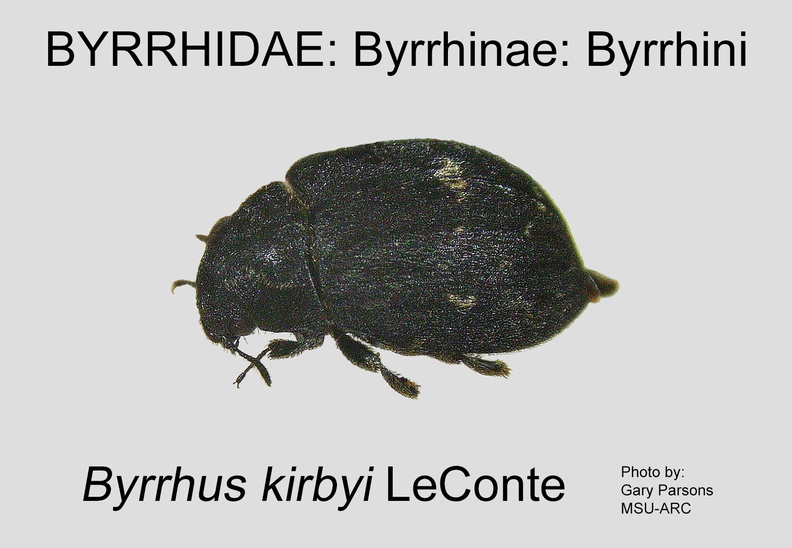 BYRR-BYRR Byrrhus kirbyi GP MSU-ARC.jpg