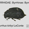 BYRR-BYRR Byrrhus kirbyi GP MSU-ARC