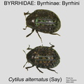 BYRR-BYRR Cytilus alternatus GP MSU-ARC