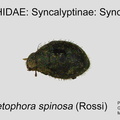 SYNC-SYNC Chaetophora spinosa GP MSU-ARC