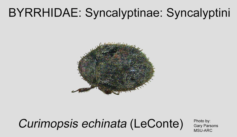 SYNC-SYNC Curimopsis echinata GP MSU-ARC.jpg