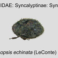 SYNC-SYNC Curimopsis echinata GP MSU-ARC