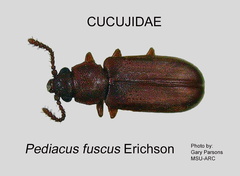 CUCU Pediacus fuscus GP MSU-ARC