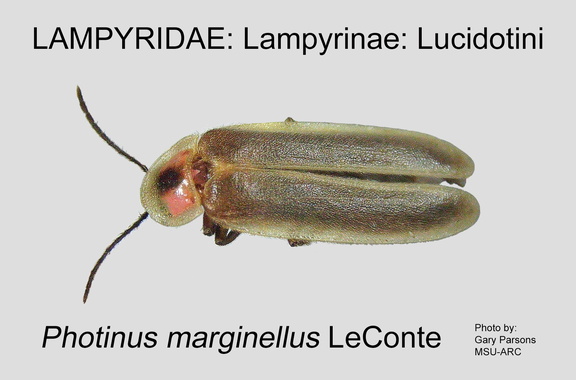 LAMP-LUCI Photinus marginellus GP MSU-ARC