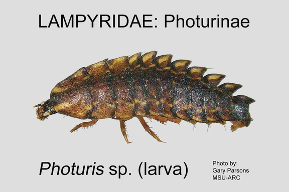PHOT Photuris sp larva GP MSU-ARC