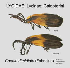 LYCI-CALOP Caenia dimidiata GP MSU-ARC