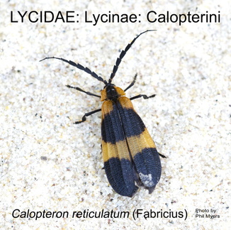 LYCI-CALOP Calopteron reticulatum PM
