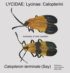 LYCI-CALOP Calopteron terminale GP MSU ARC