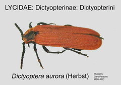 DICT-DICT Dictyoptera  aurora GP MSU-ARC