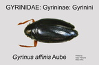 Gyrinidae